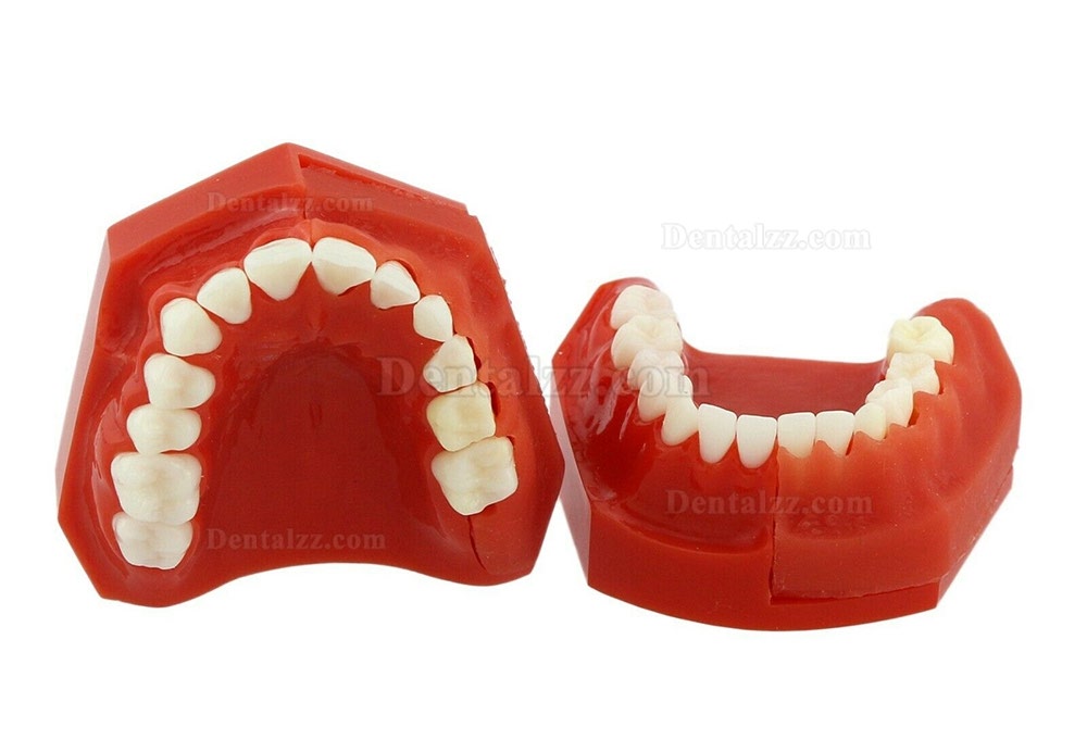 歯列モデル模型 永久歯デモンストレーション教学 研究用模型 4006# 歯科模型